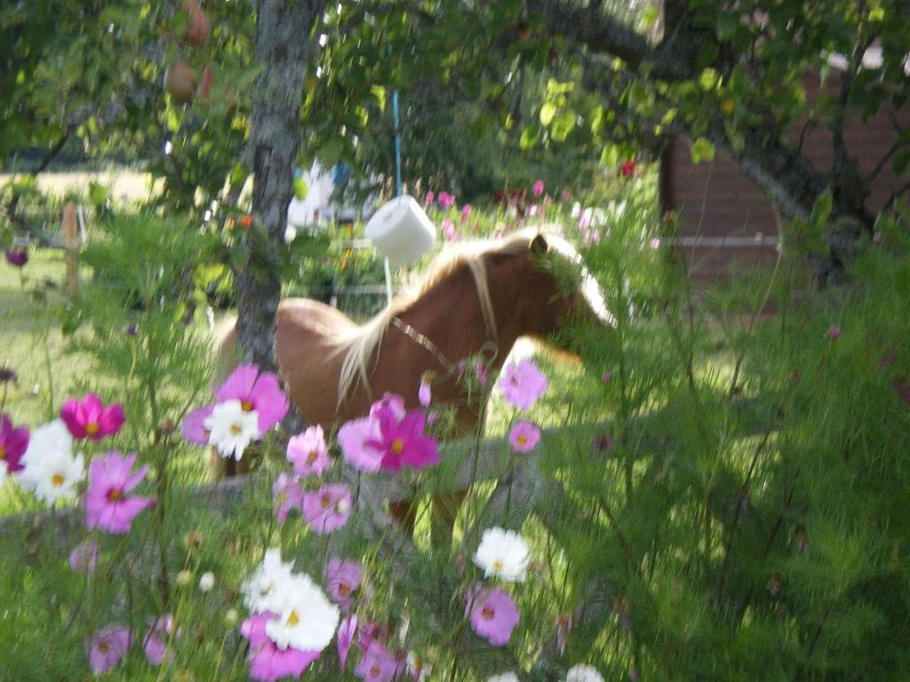 Le Trot'In Chair Bed & Breakfast Martigny-le-Comte Eksteriør bilde